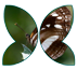 Butterfly Information